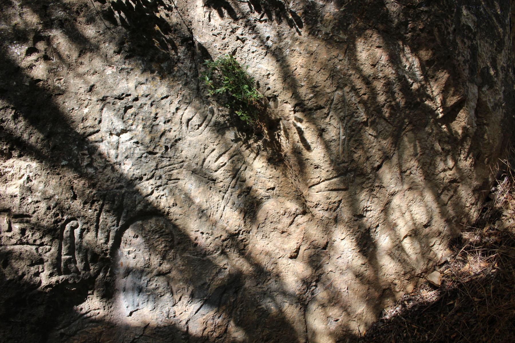 c87850d7-img_8476